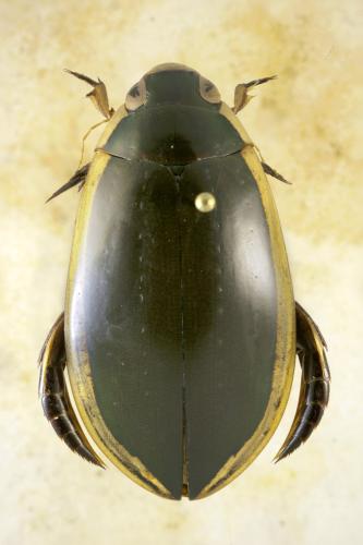 Cybister tripunctatus africanus